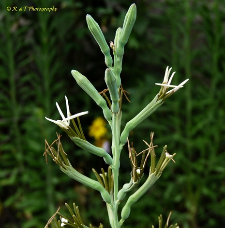 {Manfreda virginica}